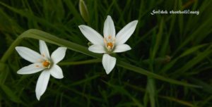 Ornithogalum umbellatum