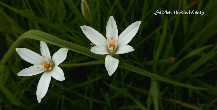 Ornithogalum umbellatum
