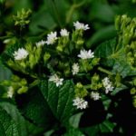 stevia
