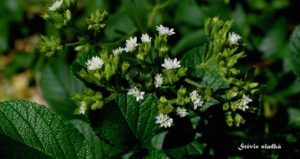 stevia