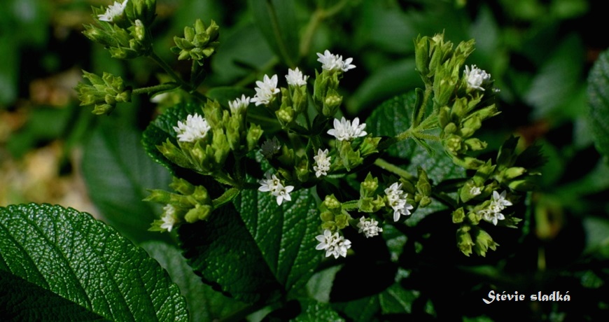 stevia