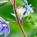 veronica-officinalis