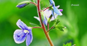 veronica-officinalis
