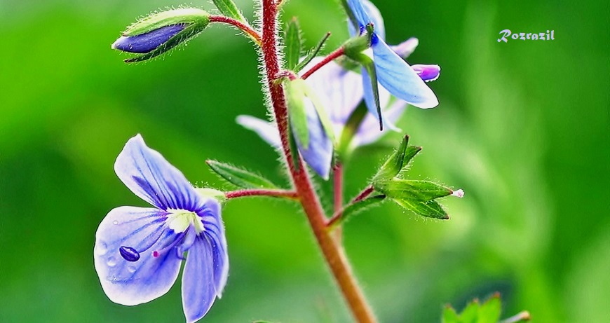 veronica-officinalis