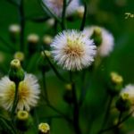 Conyza canadensis