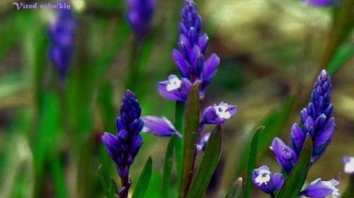Polygala_amarella1a