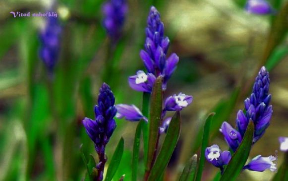 Polygala_amarella1a