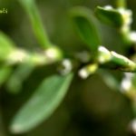 Polygonum-aviculare