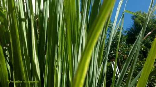 Lemongrass