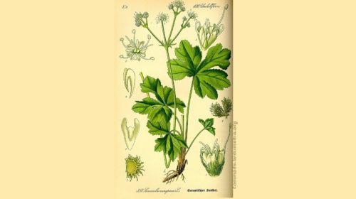 643px-Illustration_Sanicula_europaea0